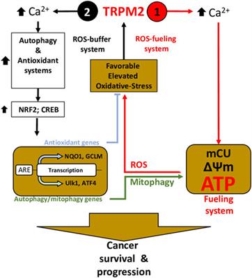 TRPM2: bridging calcium and ROS signaling pathways—implications for human diseases